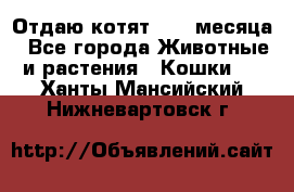 Отдаю котят. 1,5 месяца - Все города Животные и растения » Кошки   . Ханты-Мансийский,Нижневартовск г.